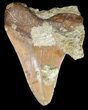 Unusual Moroccan Megalodon Tooth - #44142-1